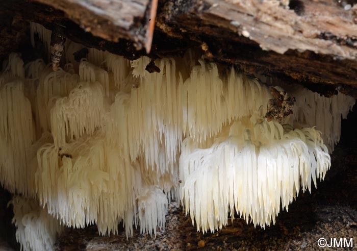 Hericium Clathroides Hericium Ramosum Hericium Coralloides